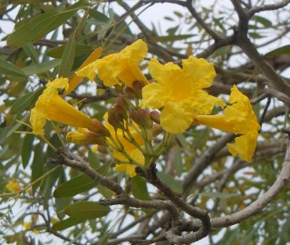 Golden Trumpet Tree Flowers