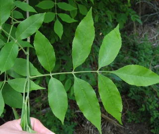 Green Ash Tree Foliage
