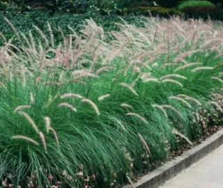 Green Fountain Grass Tree Foliage