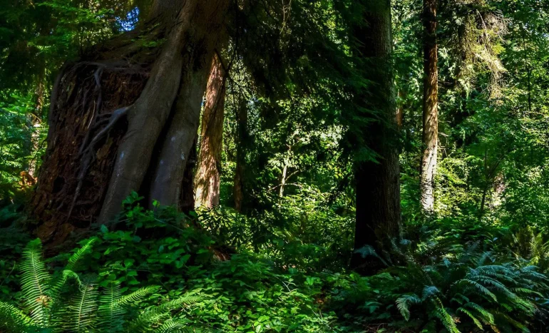 False Acacia Tree - Medicinal Plant