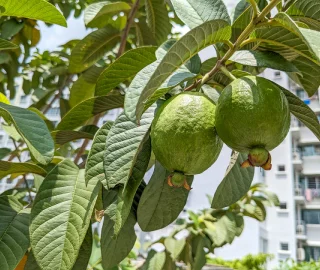 Guava Tree Harvesting