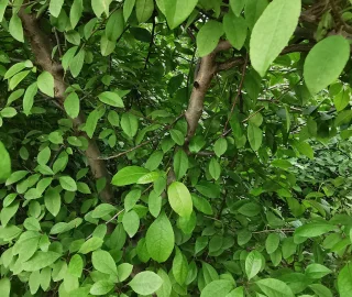 Guggal Tree Foliage