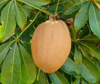 Guiana Chestnut Tree Canopy