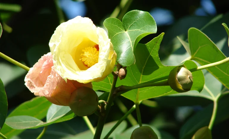 False Acacia Tree - Medicinal Plant