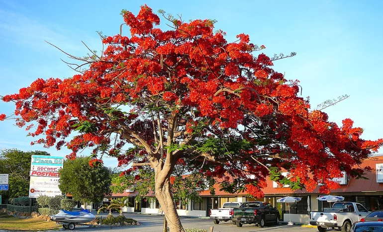 False Acacia Tree - Medicinal Plant