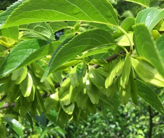 Gutta-Percha Tree Canopy