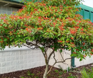 Hamellia Tree Canopy