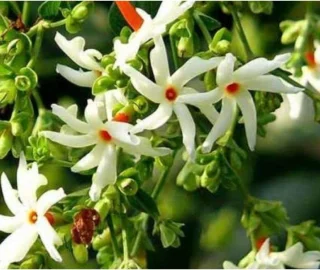 Harsingar Tree Canopy
