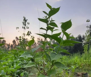 Harsingar Tree Planting