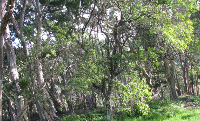 False Acacia Tree - Medicinal Plant