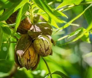 Hickory Nut