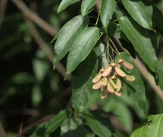 Himalayan Maple Tree in Autumn Colors