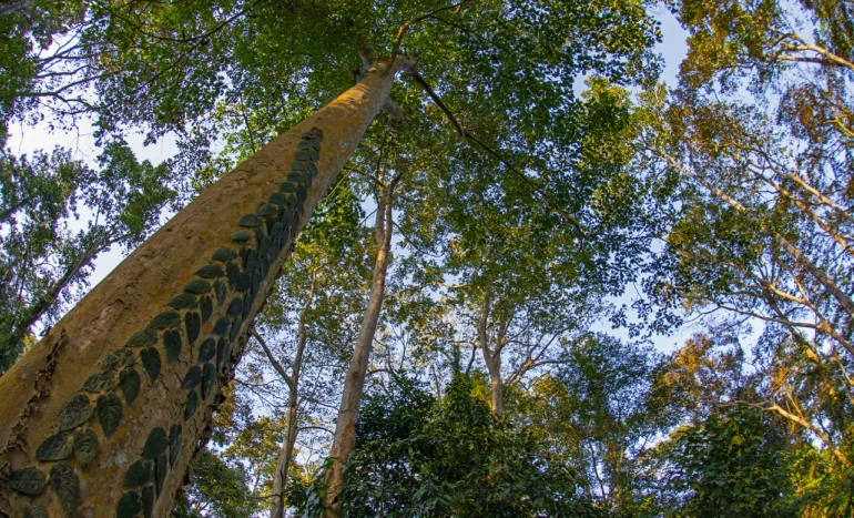 False Acacia Tree - Medicinal Plant