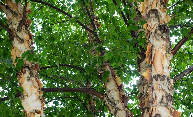 Indian Birch Tree - Himalayan Marvel