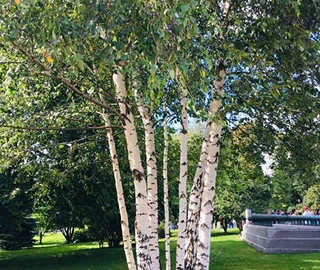 Indian Cork Fig Fruits