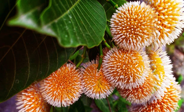 Kadamba Tree - Love and Legacy