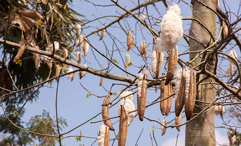 Kapok Tree - Majestic Giant