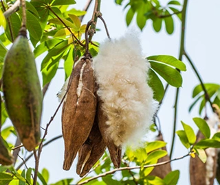 Kapok Tree - Rainforest Giant