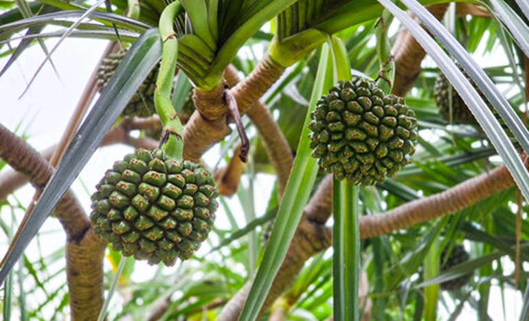 Kashid Tree - Evergreen Marvel