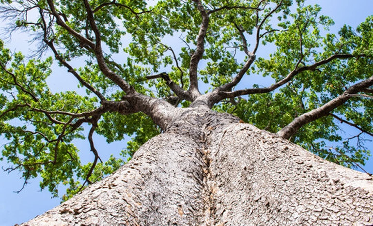 Khaya Tree - African Mahogany