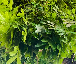 Khaya Tree - Durable Timber