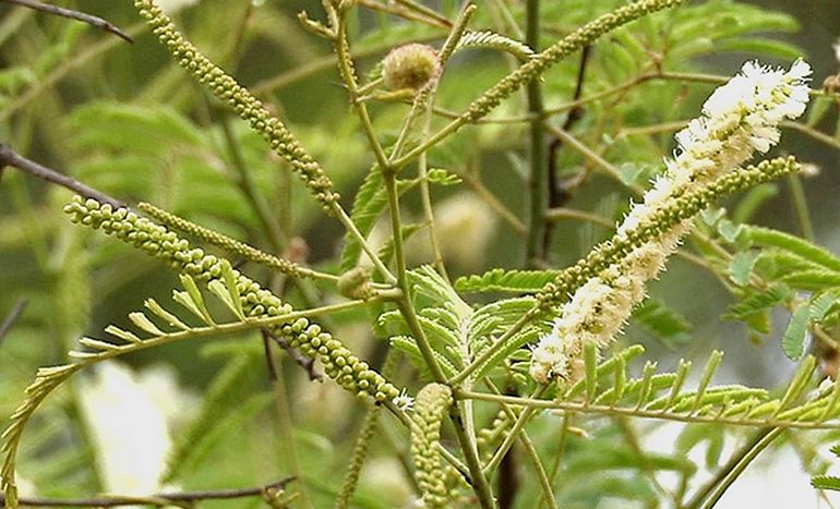 Kher Tree - Resilient Asset