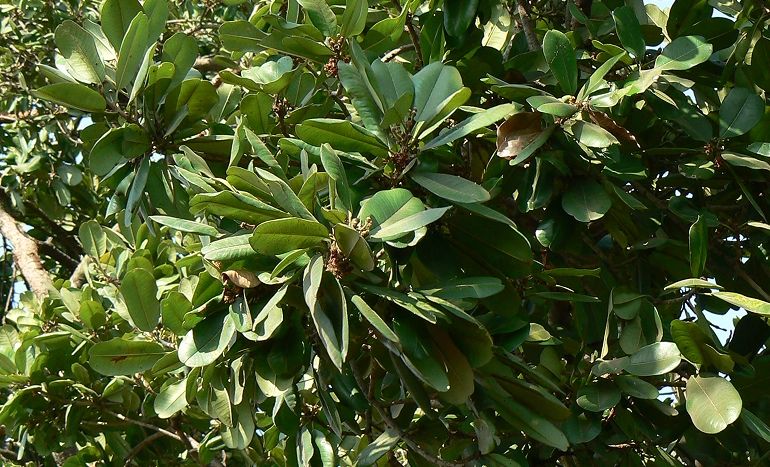 Khirni Tree - Sweet Marvel