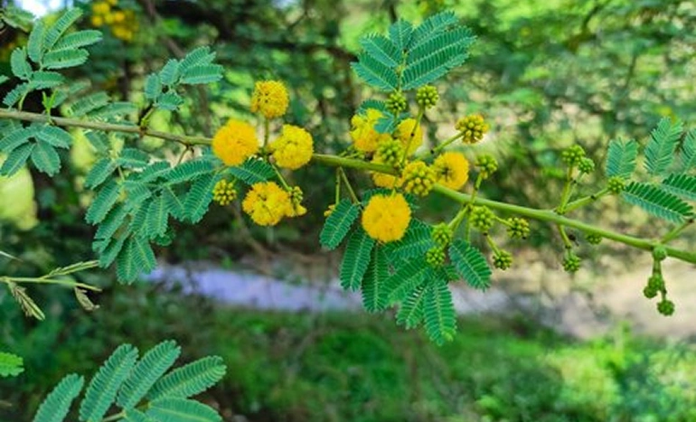 Kikar Tree - Resilient Sentinel