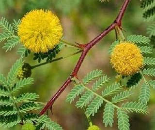 Kikar Tree - Feathery Foliage