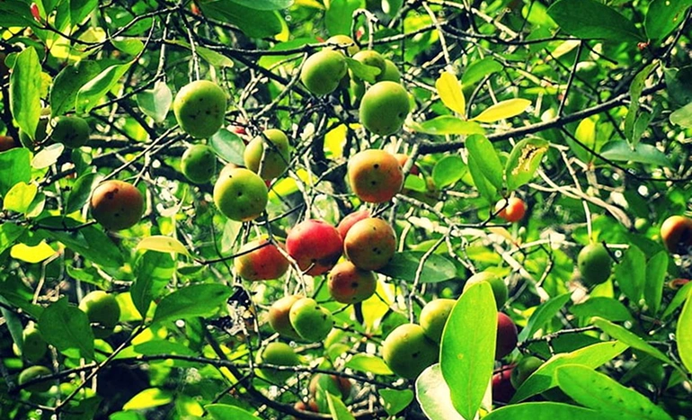 Kokam Tree - Culinary Heritage