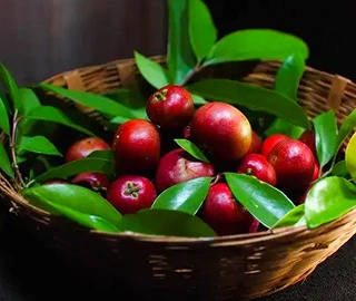 Kokam Tree - Glossy Leaves