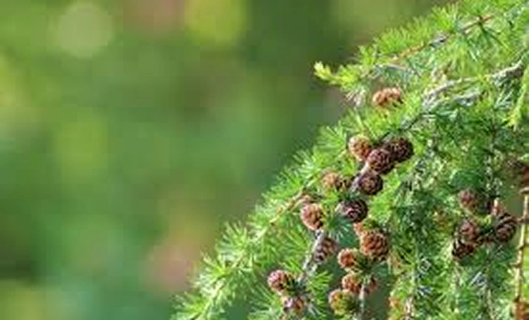 Larch Tree - Resilient Beauty