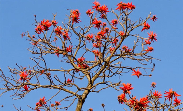 Lucky Bean Tree - Magical Plant