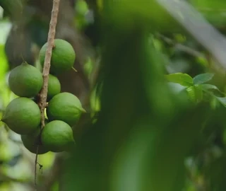 Macadamia Tree Varieties