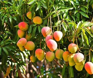 Mango Pine Tree Fruits - Nutritional Properties