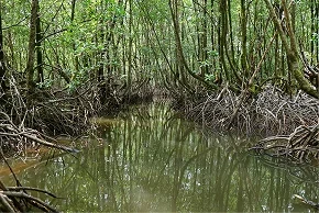 Fishermen navigating through mangrove channels