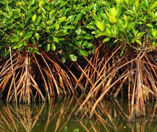 Mangrove Plantation