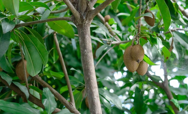 Manikara Tree - Nutritional Plant