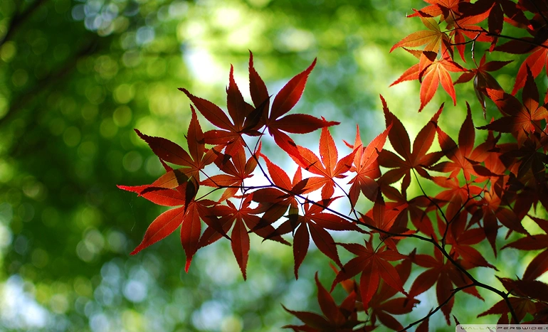 Maple Tree - Vibrant Foliage