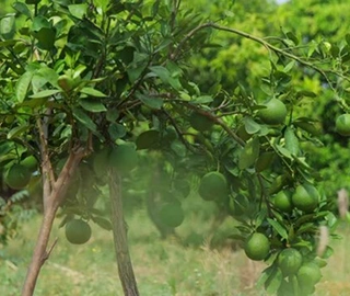 Mosambi Tree Cultivation