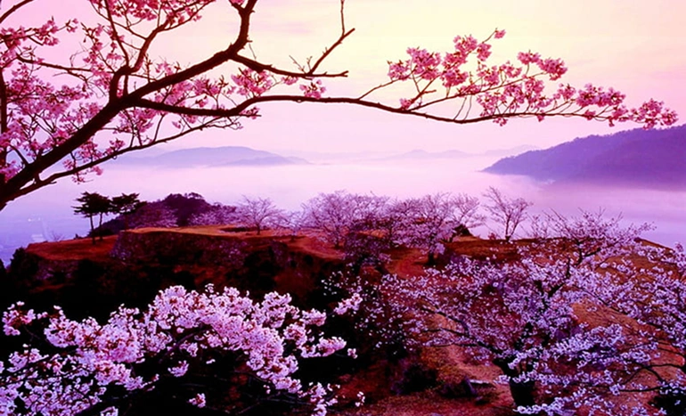 Mountain Cherry Tree - Enchanting Blossom