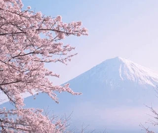 Mountain Cherry Tree Plantation