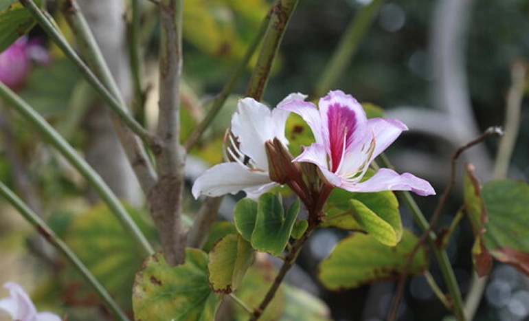 Mountain Ebony Tree - Stunning Beauty