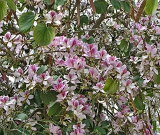 Mountain Ebony Tree Plantation