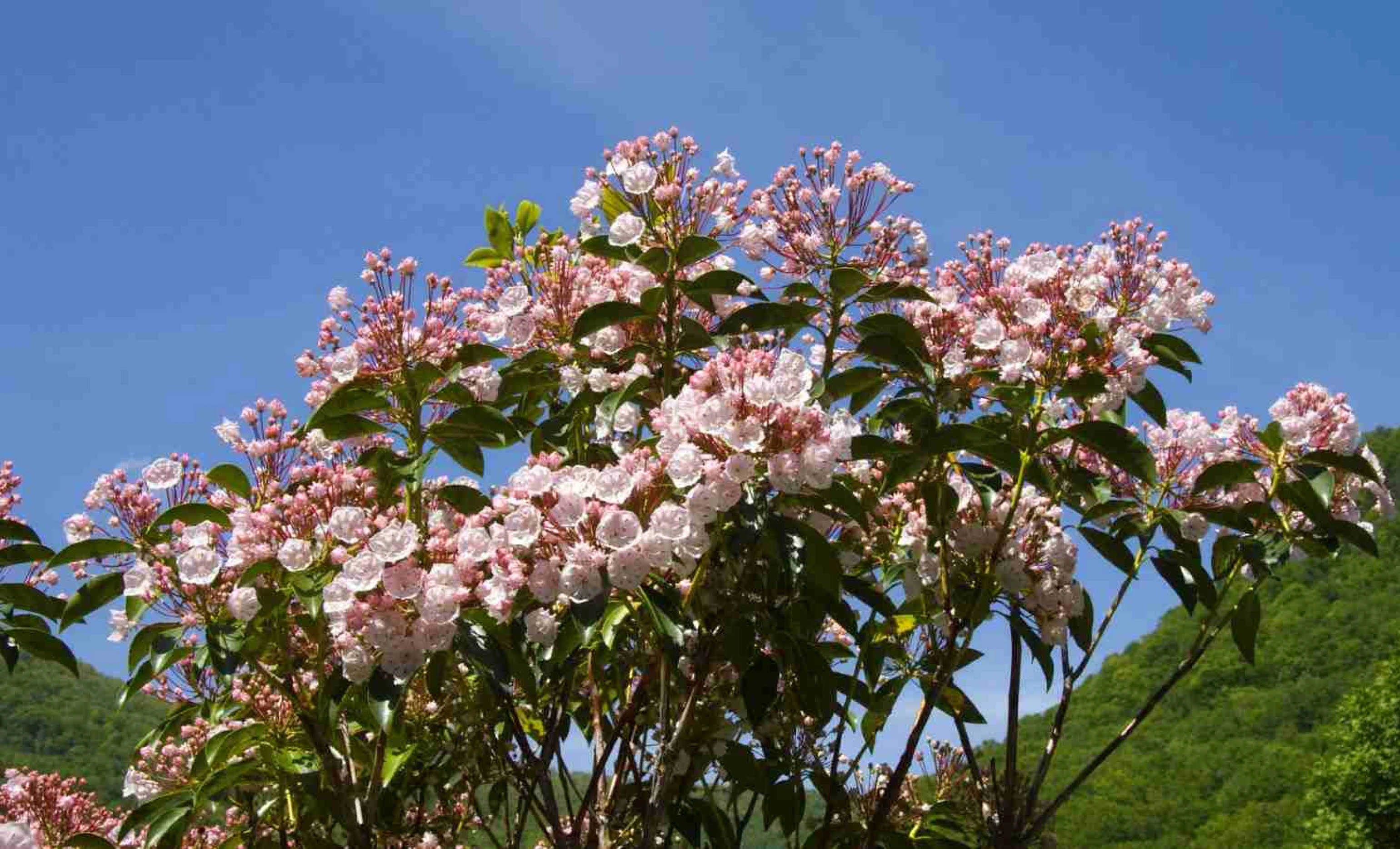 Mountain Laurel Tree - Evergreen Shrub