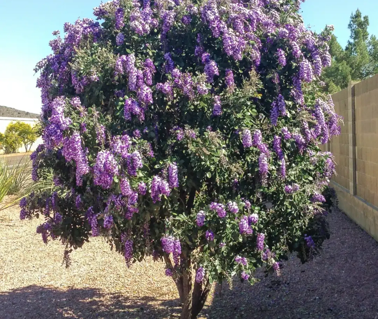 Mountain Laurel Plantation