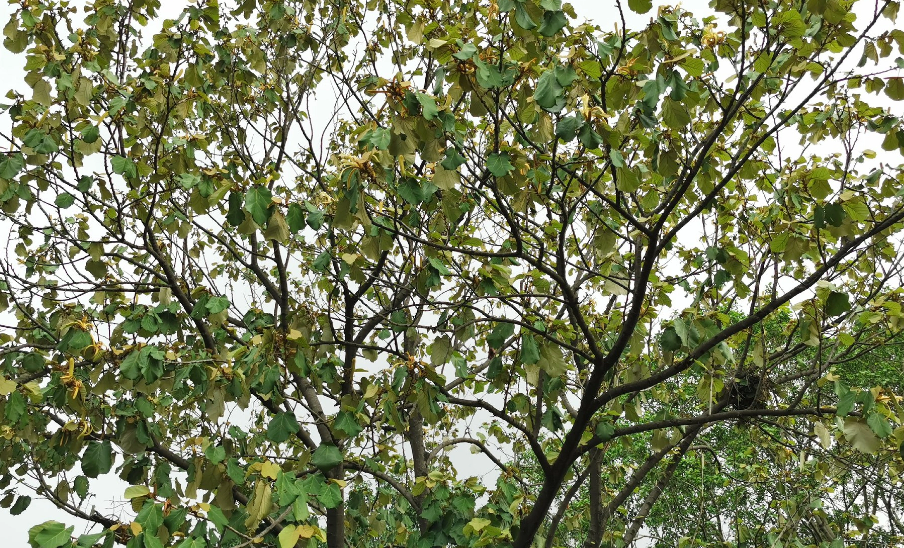 Muchkand Tree - Medicinal Plant