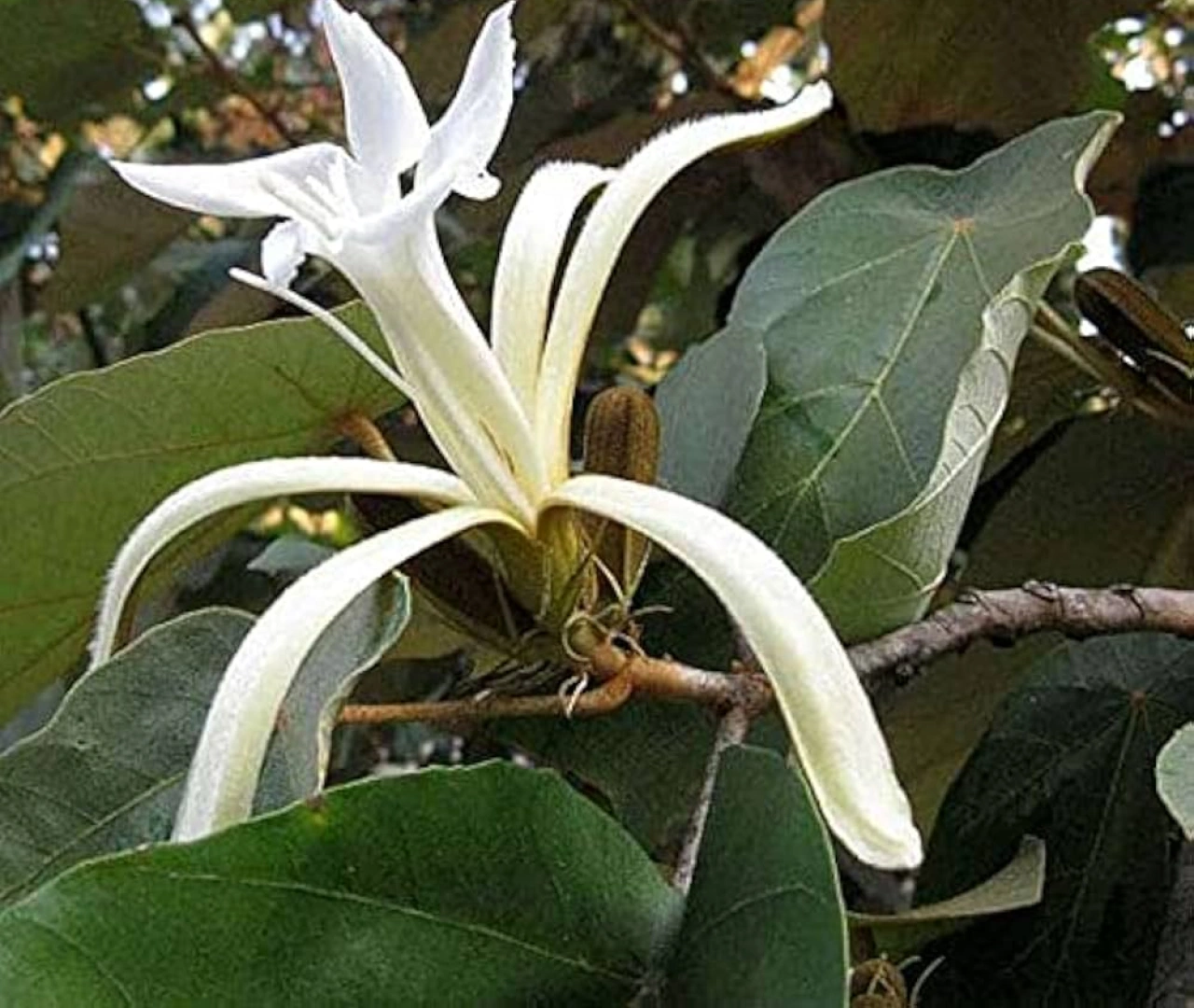 Muchkand Tree Plantation