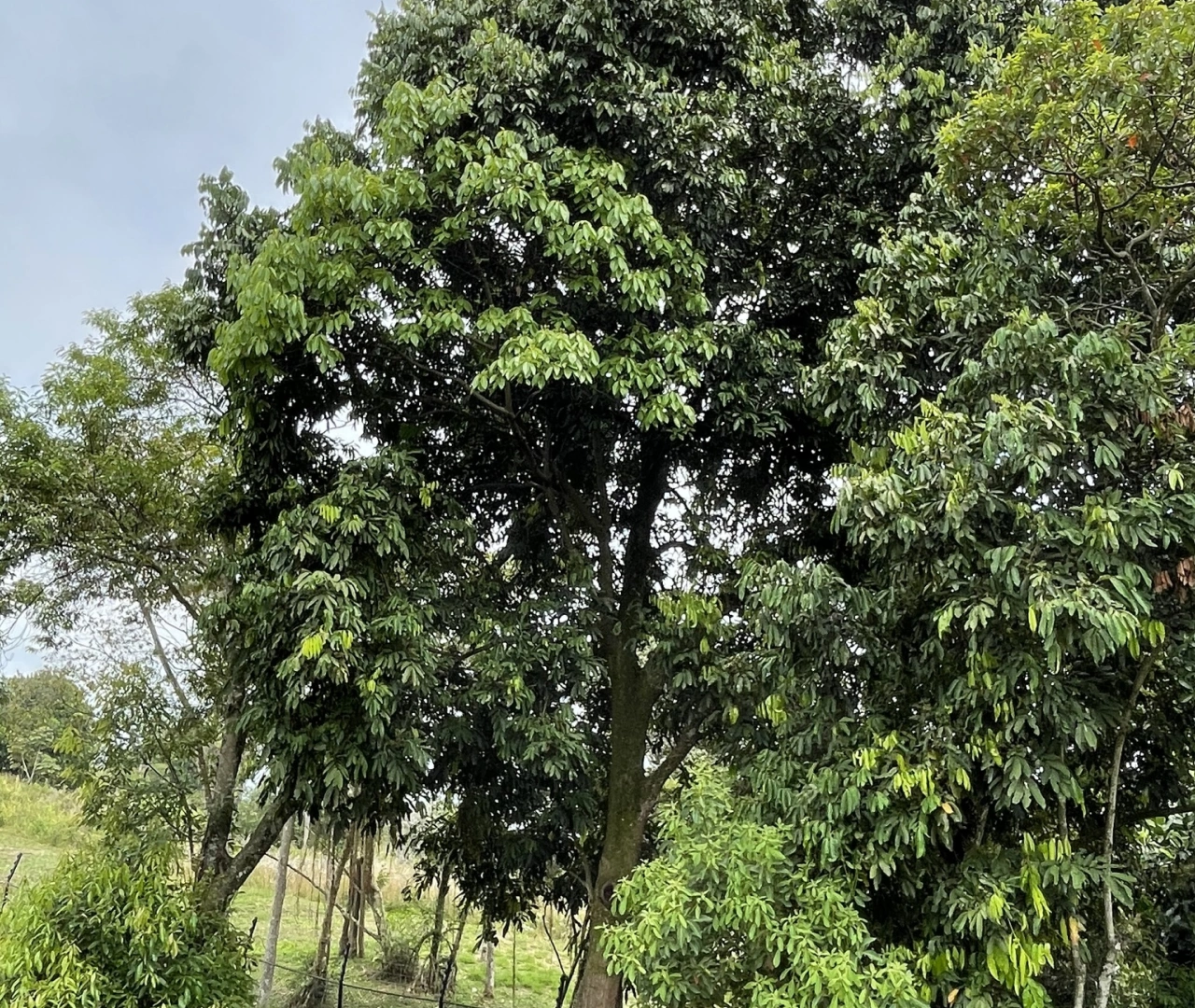 Muskwood Tree Plantation