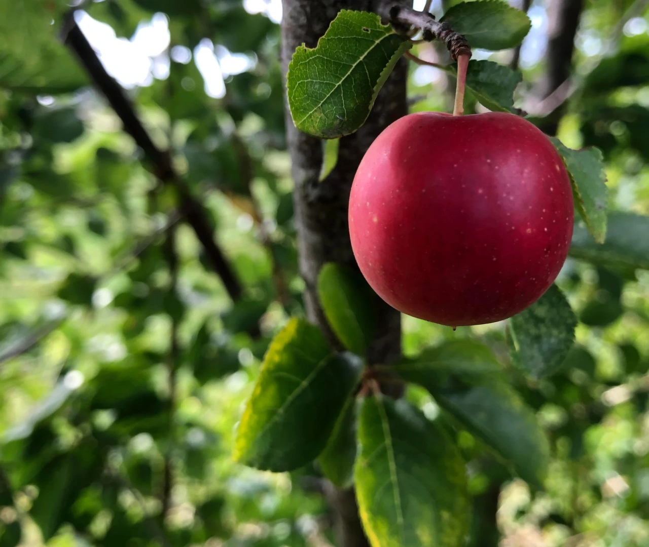 Myrobalan Tree Fruits - Nutritional Properties